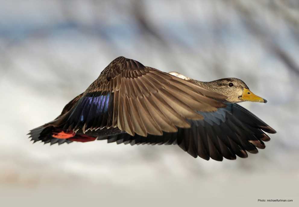 American Black Duck Image
